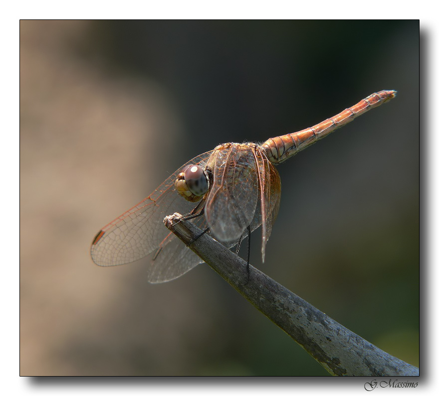 libellula 14