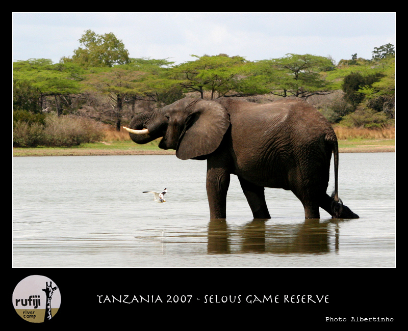 Elefante al fiume