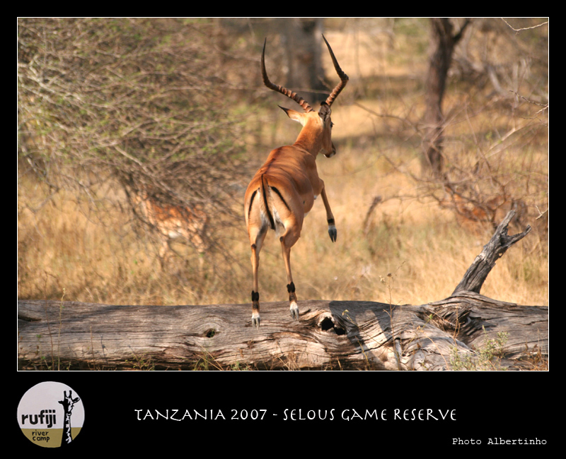 Impala