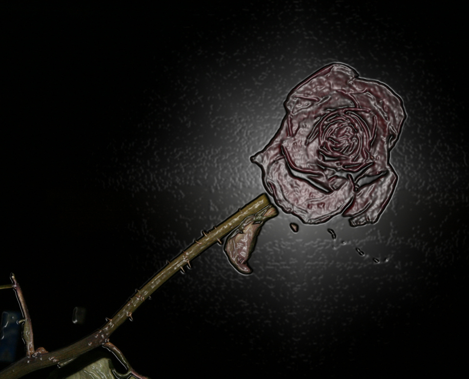 Rosa