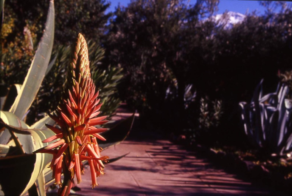 Marocco2003 - Fiori