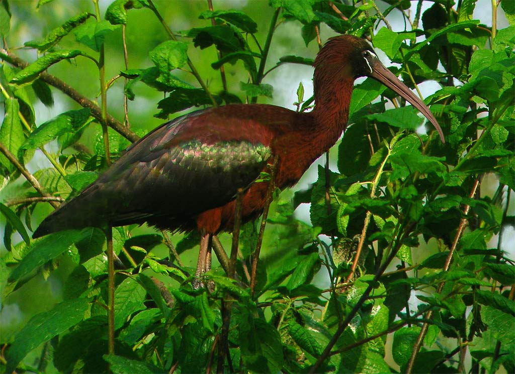 mignattaio
