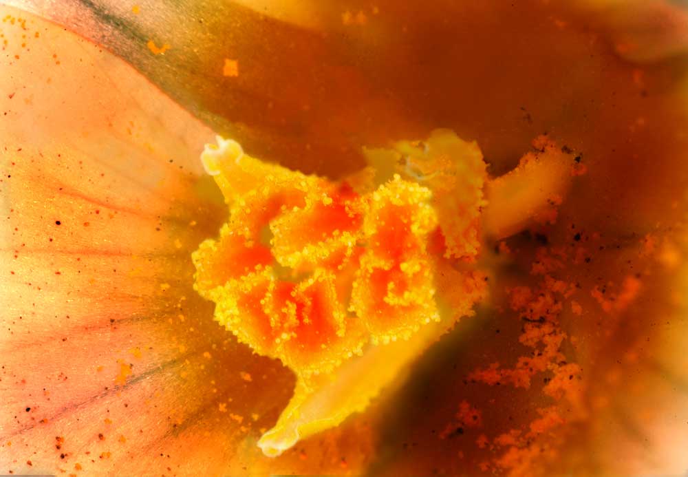 CROCUS
