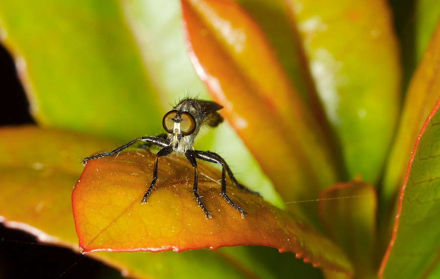 Macro Mosca