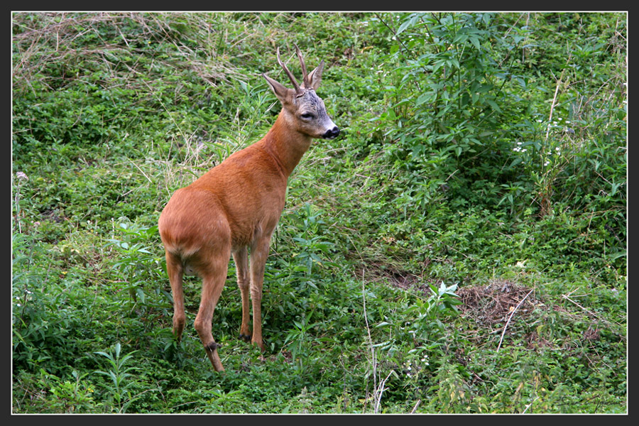 Maschio di capriolo.