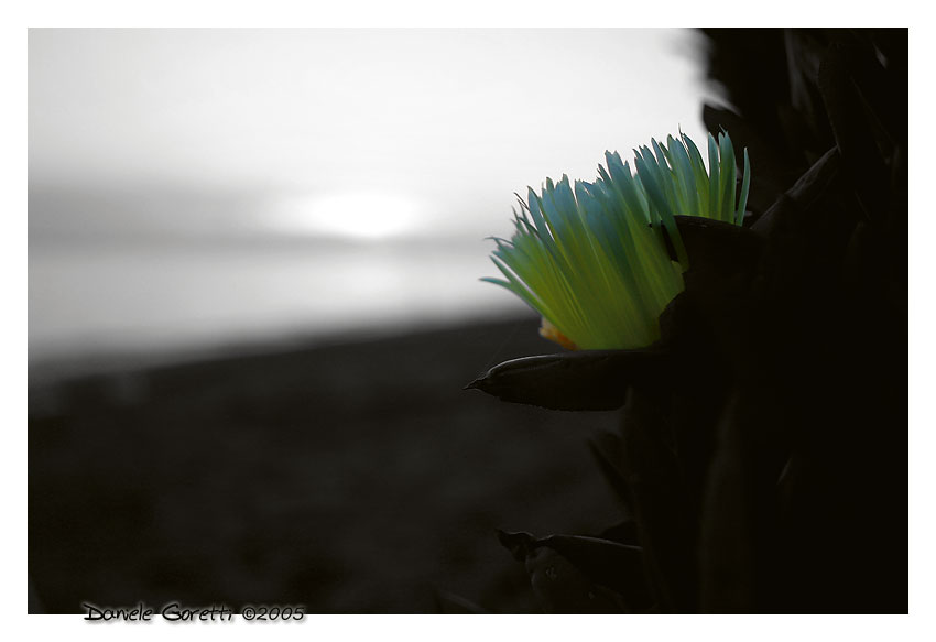 Fiore sul Mare