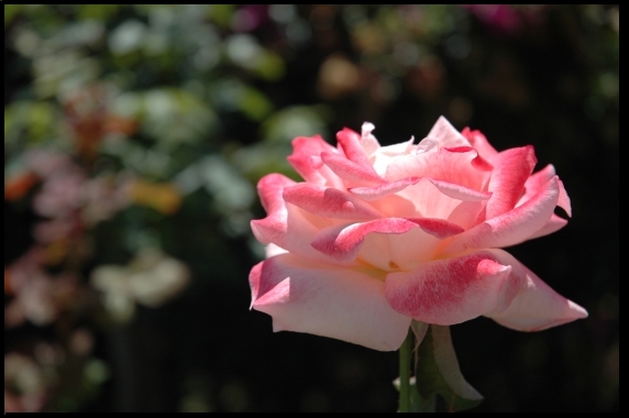 semplicemente rosa