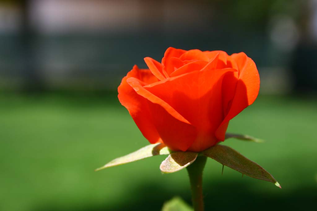 rose e contrasti