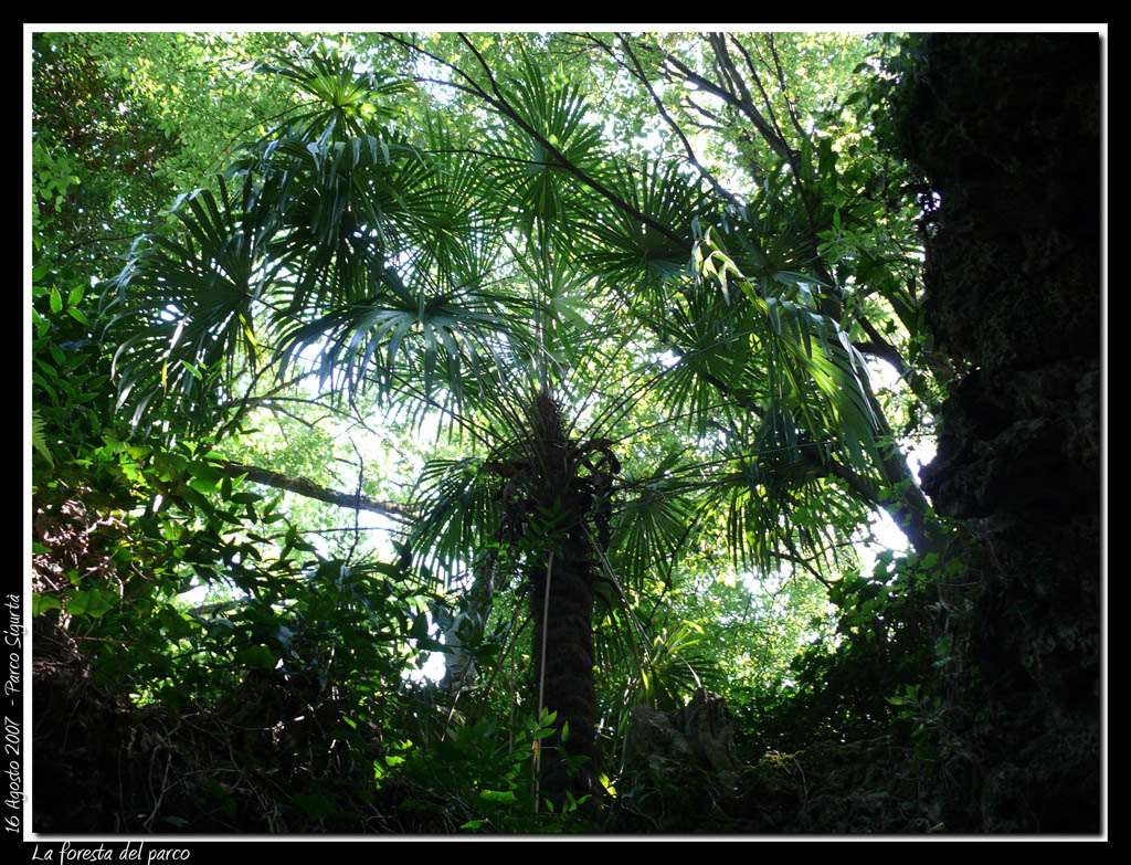 La "foresta" del Parco Sigurt