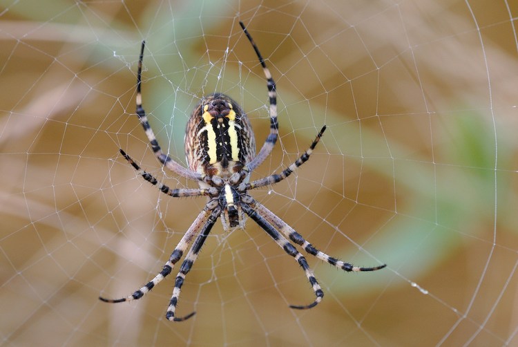 Argiope Bruennichi