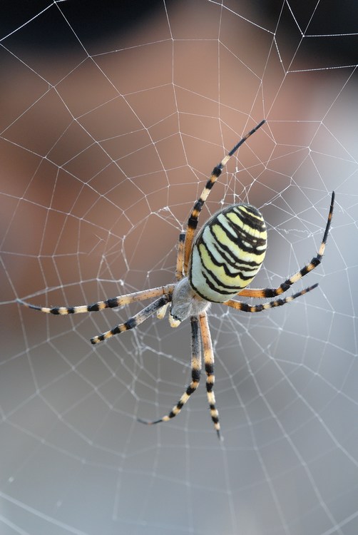Argiope Bruennichi