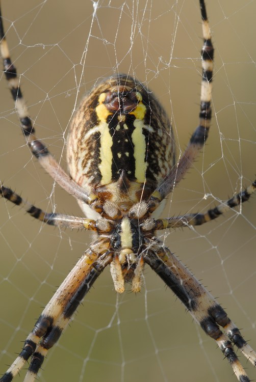 Argiope Bruennichi
