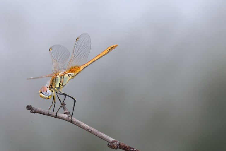 Libellula su posatoio