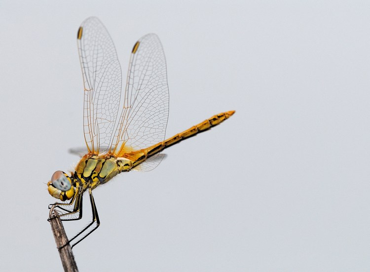 Libellula su posatoio
