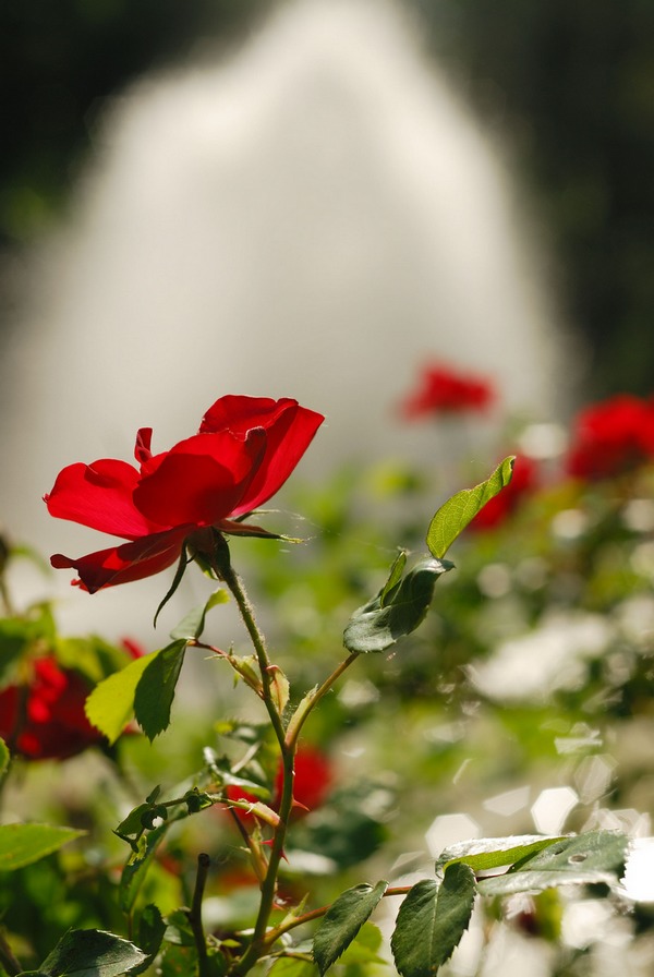 rose 1