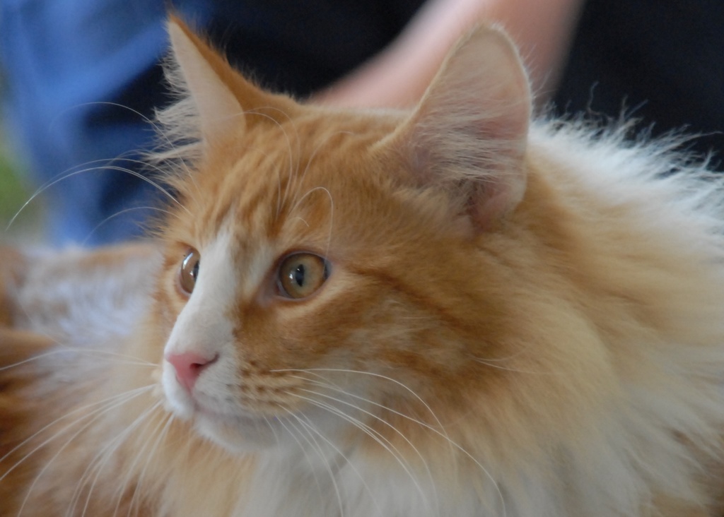 gatto