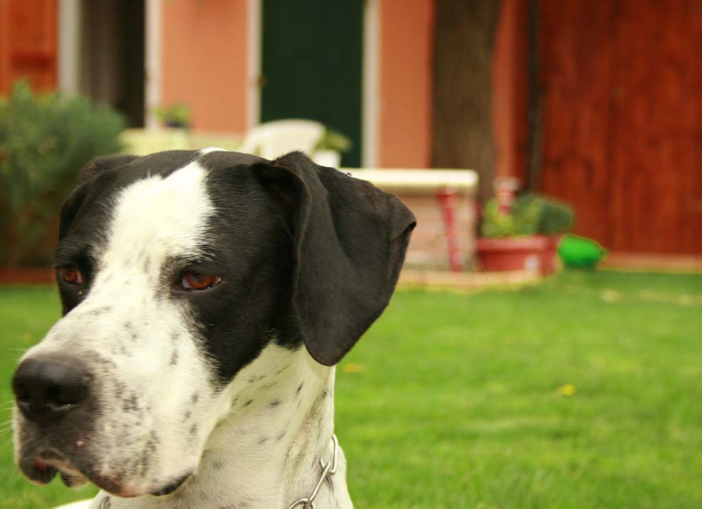 max
