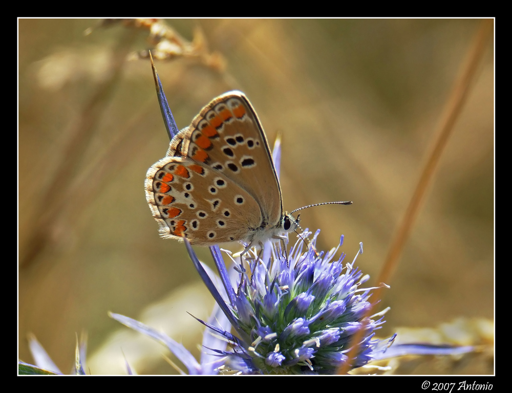 Farfalla Pollino