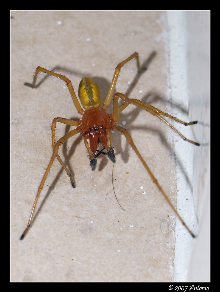 Ragno Pollino
