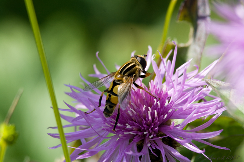 Mosca svizzera
