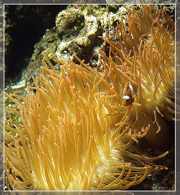 Nemo