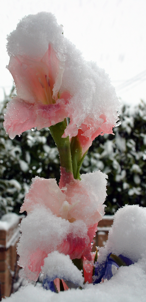 gladiolo innevato