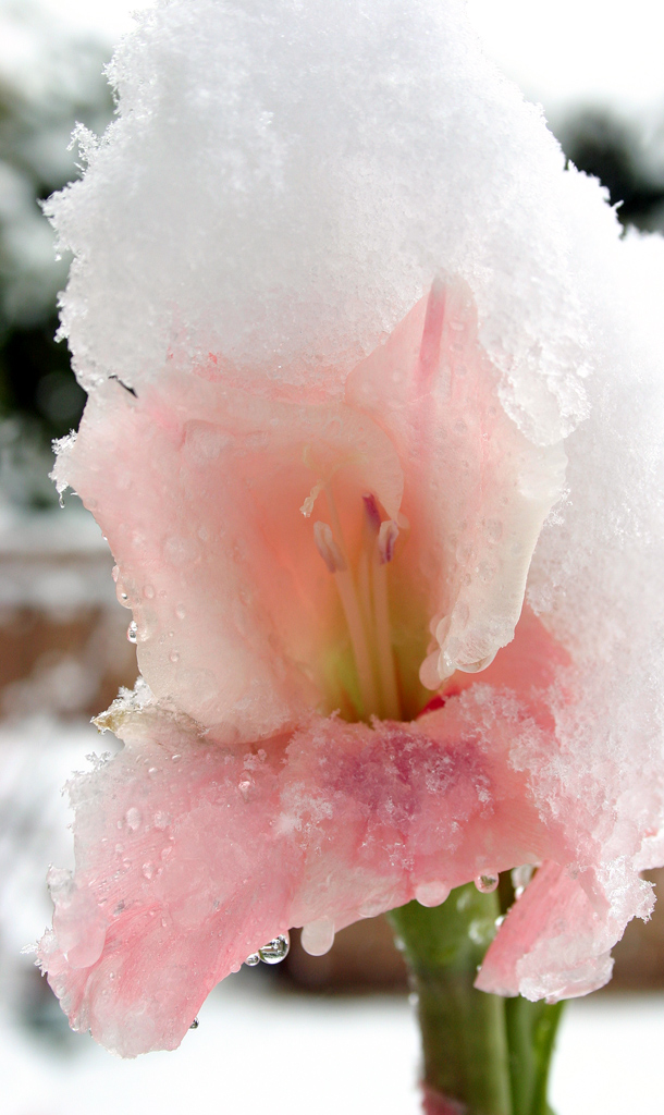 particolare... gladiolo innevato