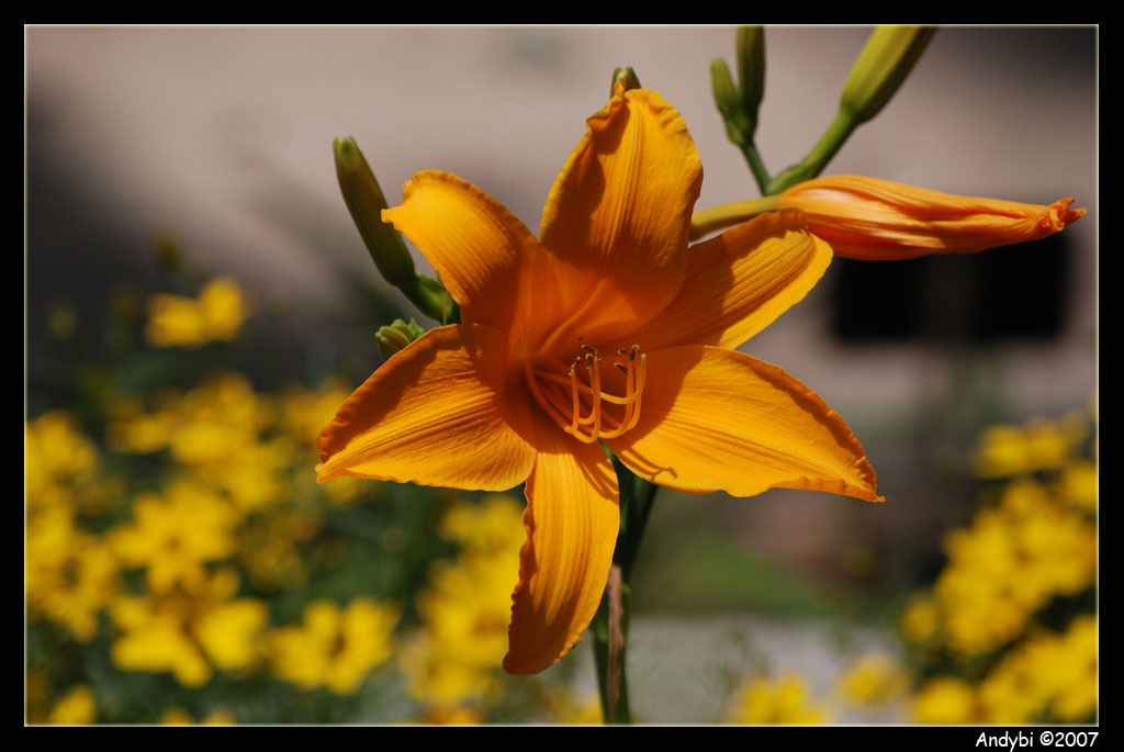 fiore giallo