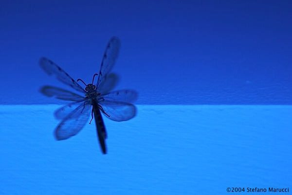 Libellula in Blu