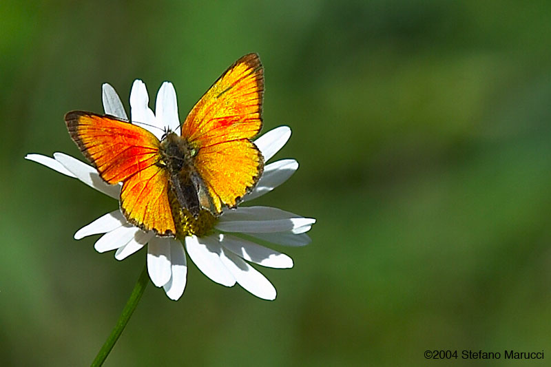 Farfalla