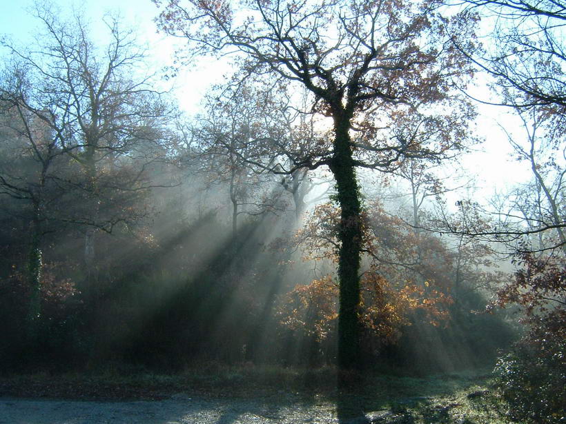 Nel bosco...