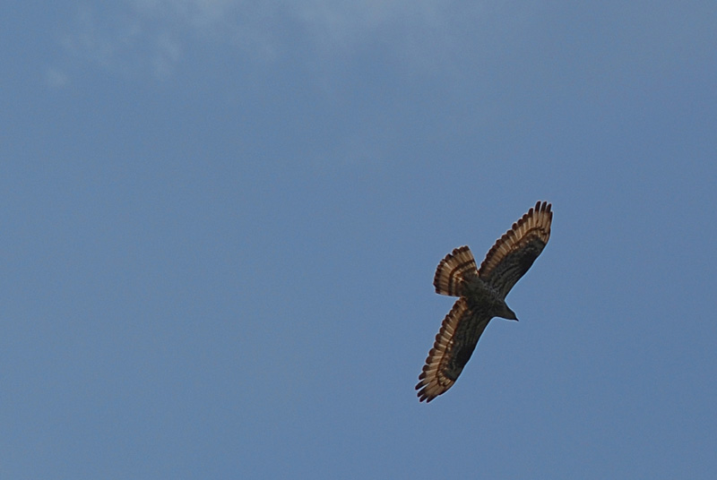 Rapace
