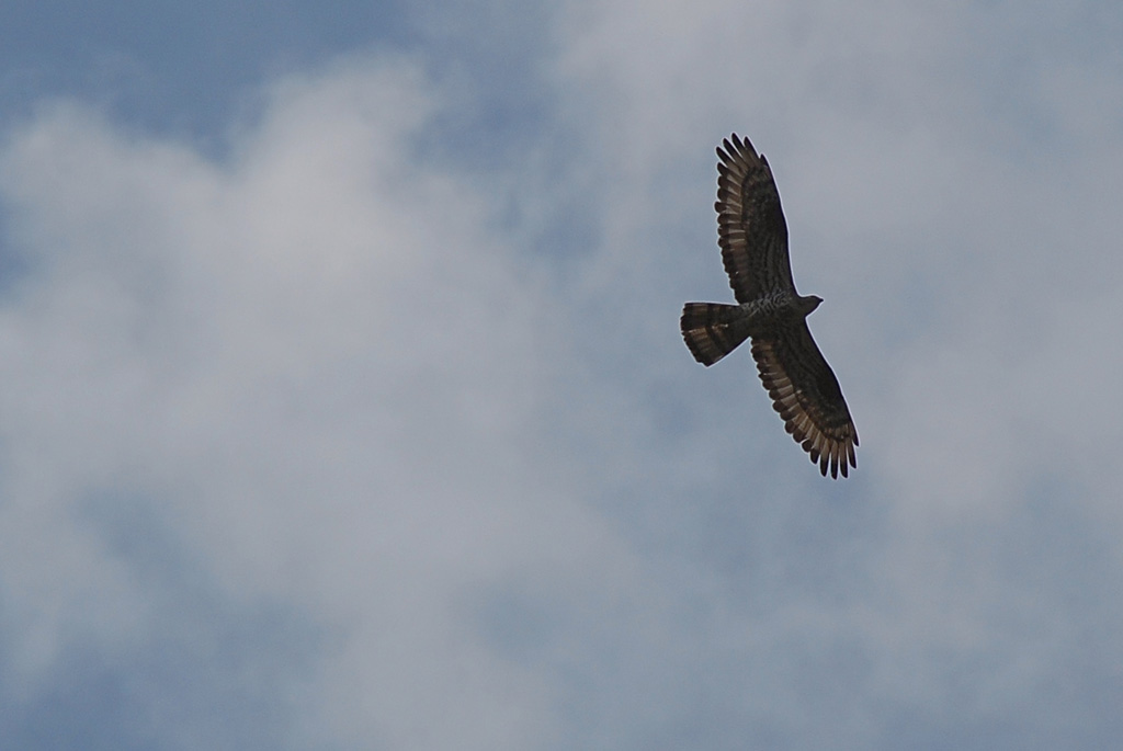 Rapace 2