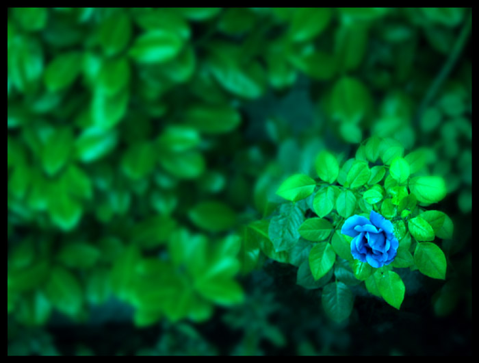 ROSA BLU