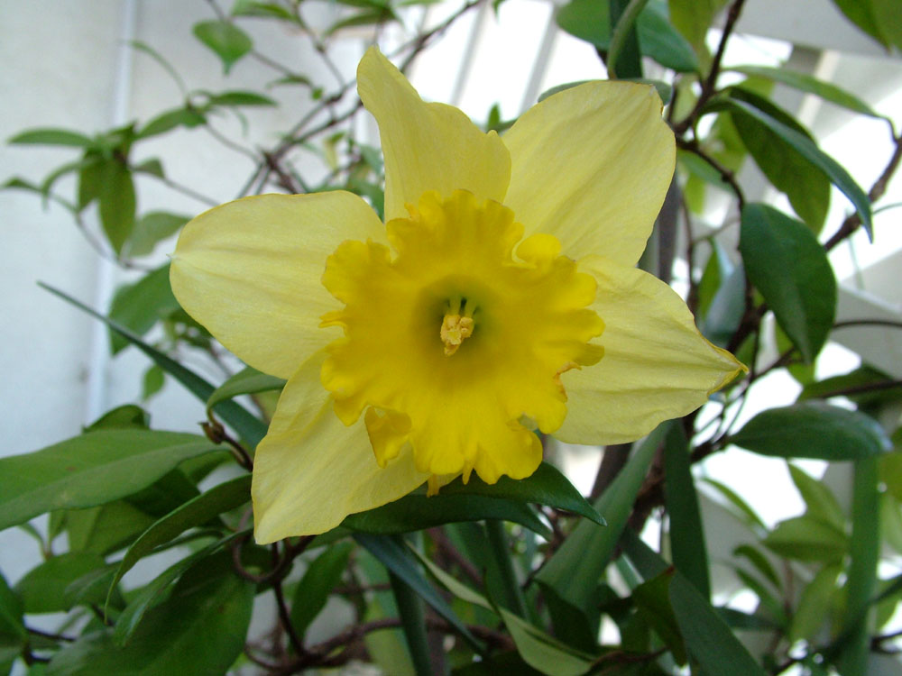 Narciso