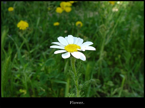 Fiore bianco