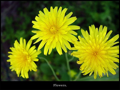Fiori gialli