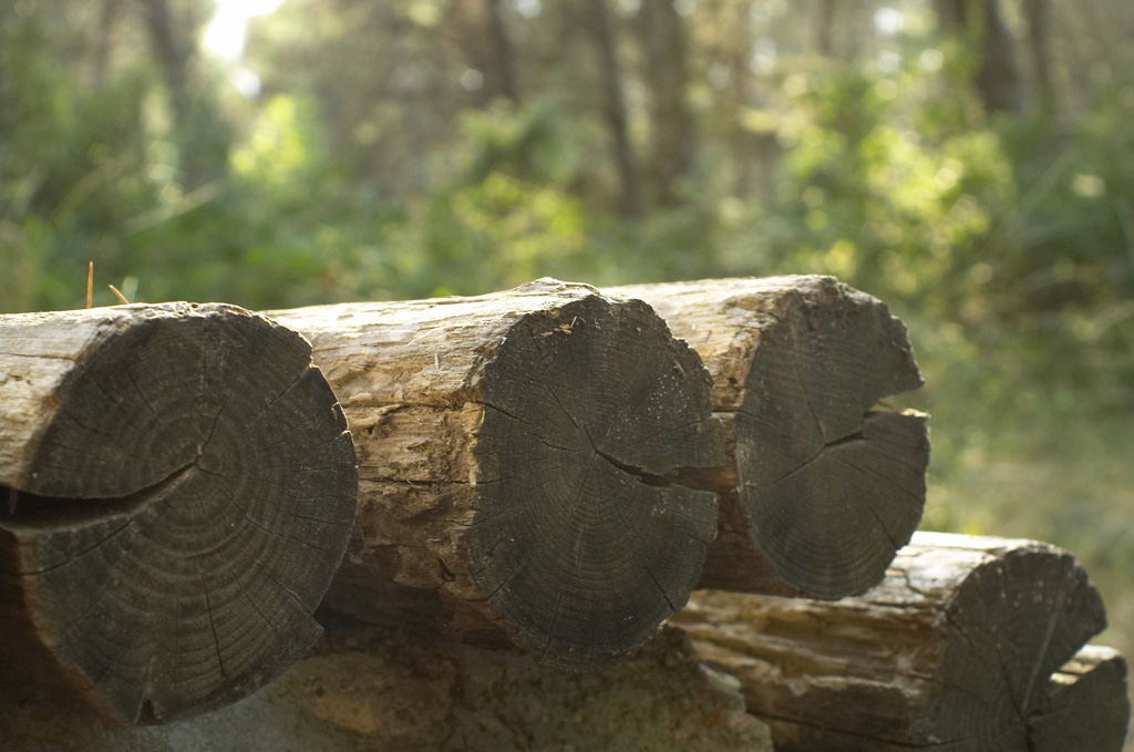 Foresta Mercadante