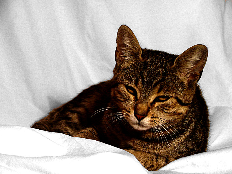 Gattino