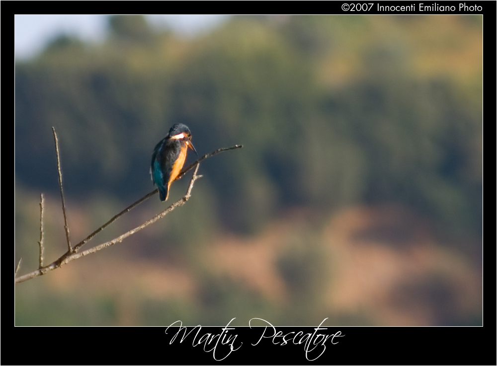 Martin Pescatore