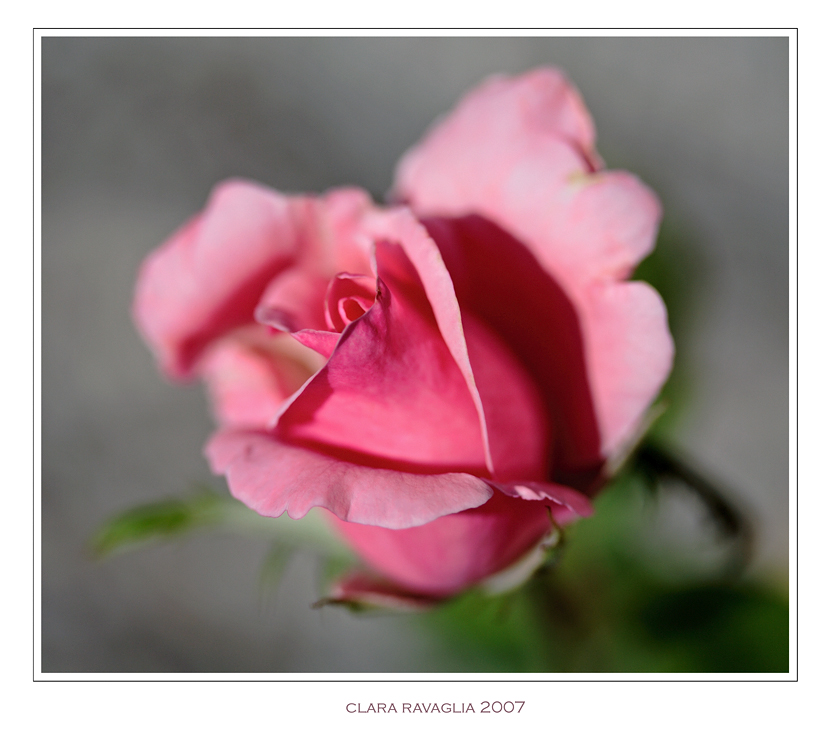 Delicatezza.... in rosa