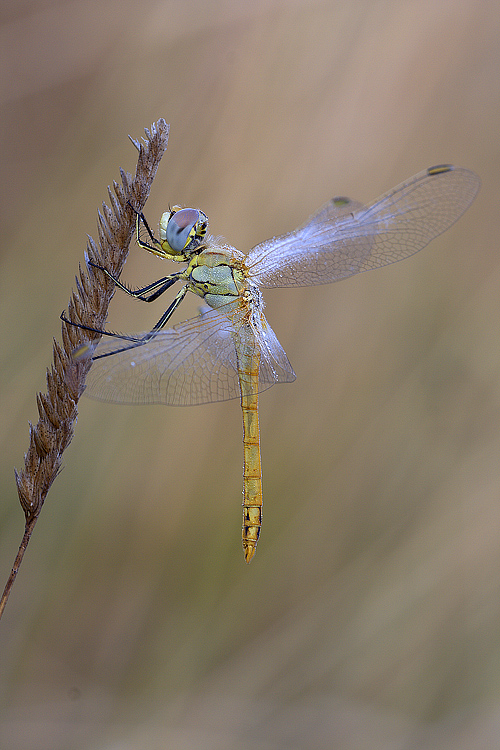 Libellula e rugiada
