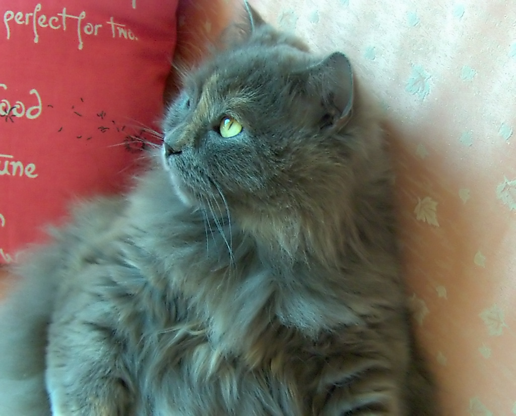 Gattona