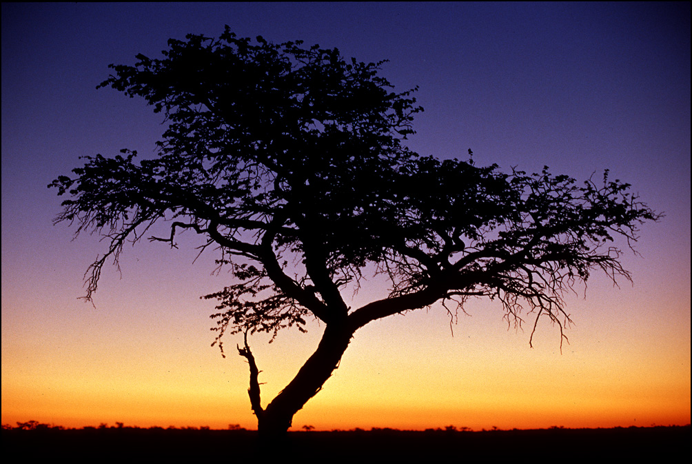 Kalahari desert