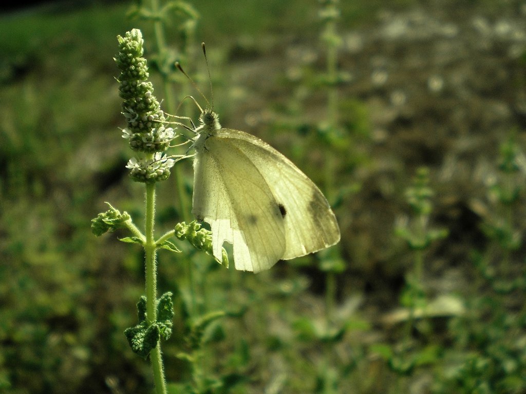 farfalla