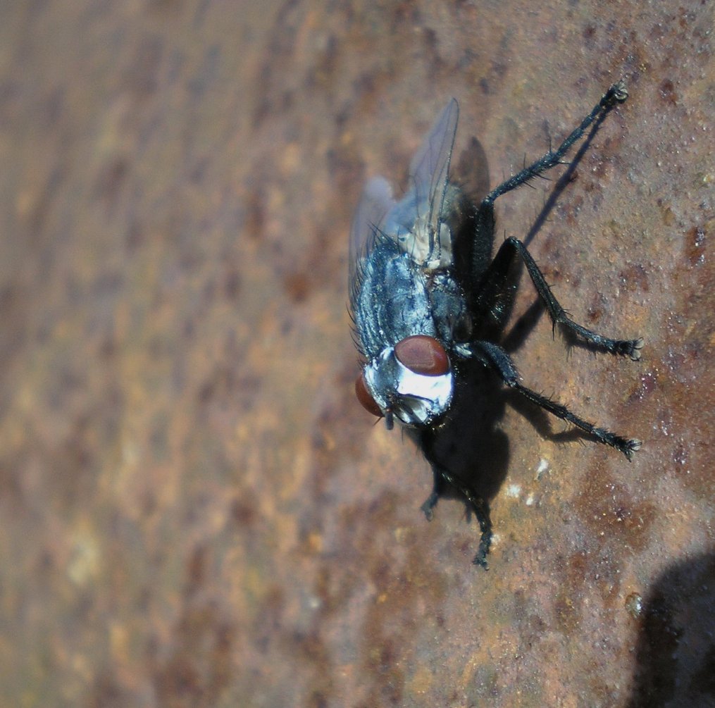 mosca