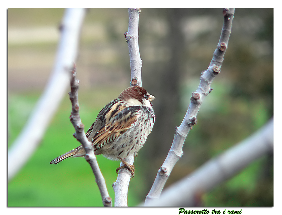 Passerotto