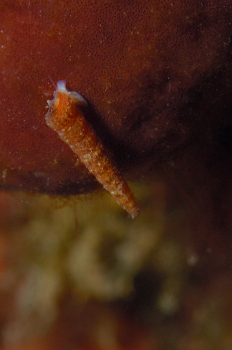 Turritella