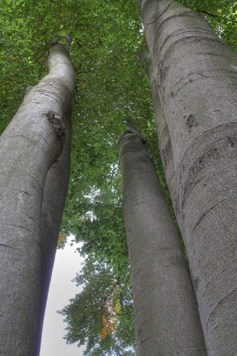 Among the Trees