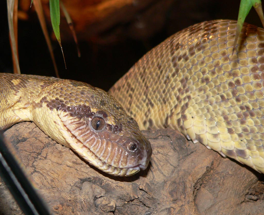 Serpente